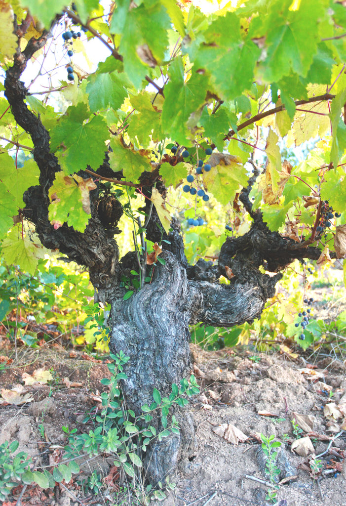 vines in Guarilihue