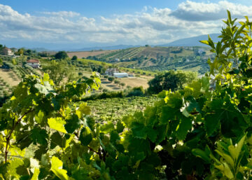 Abruzzo vineyards