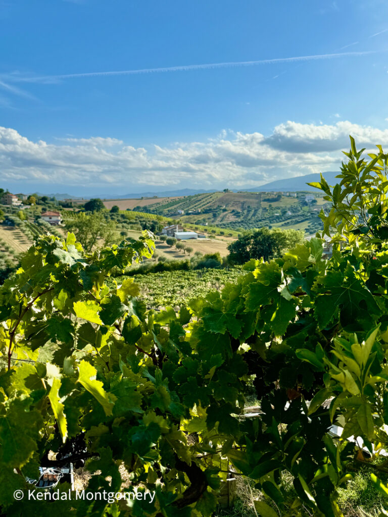 Abruzzo vineyards